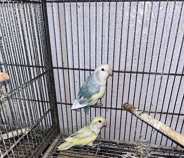 peach-faced-lovebird-for-sale