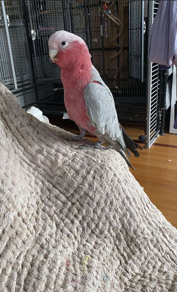 rose-breasted-cockatoo-for-sale