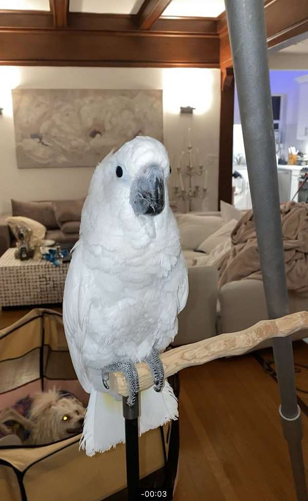 cockatoo-umbrella-cockatoo-for-sale-in-washington-district-of-columbia