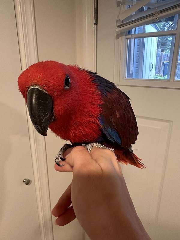 eclectus-parrots-for-sale-in-washington-district-of-columbia