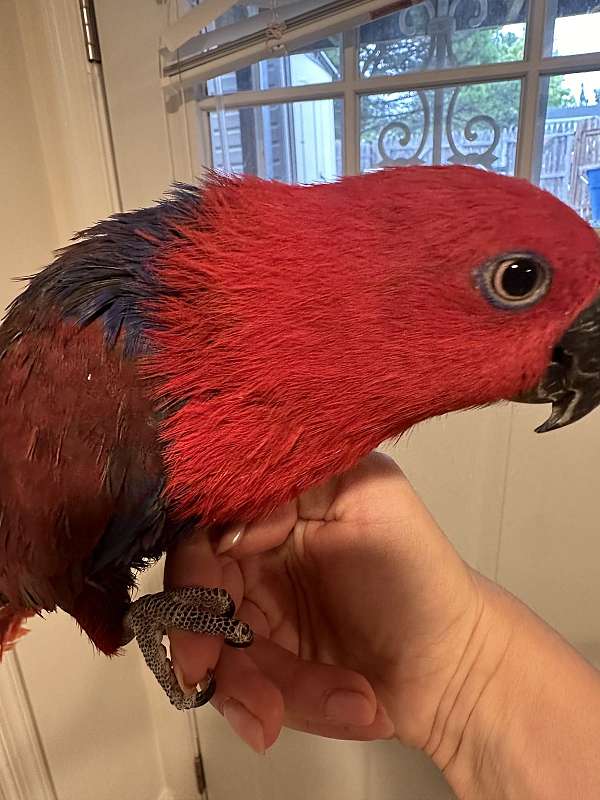 eclectus-parrots-for-sale