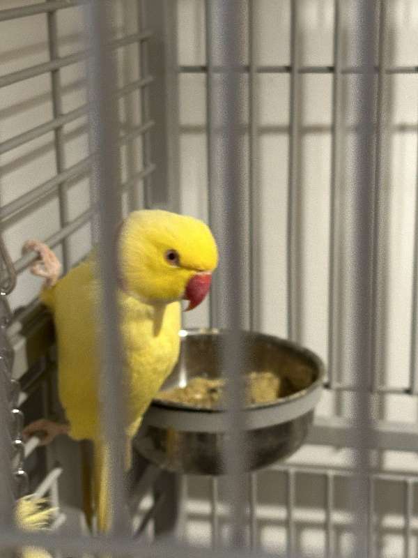 ringneck-parakeet-for-sale-in-washington-district-of-columbia