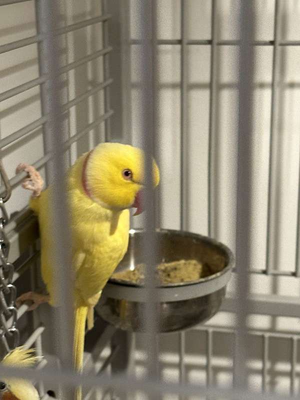 ringneck-parakeet-for-sale