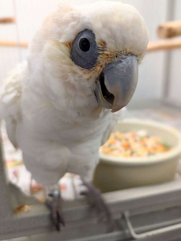 goffin-cockatoo-for-sale