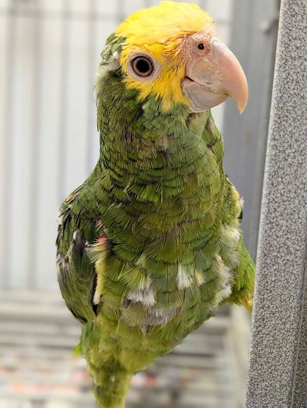 double-yellow-head-amazon-parrot-for-sale