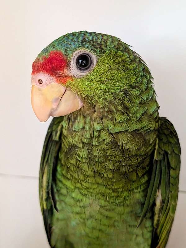 red-head-amazon-parrot-for-sale