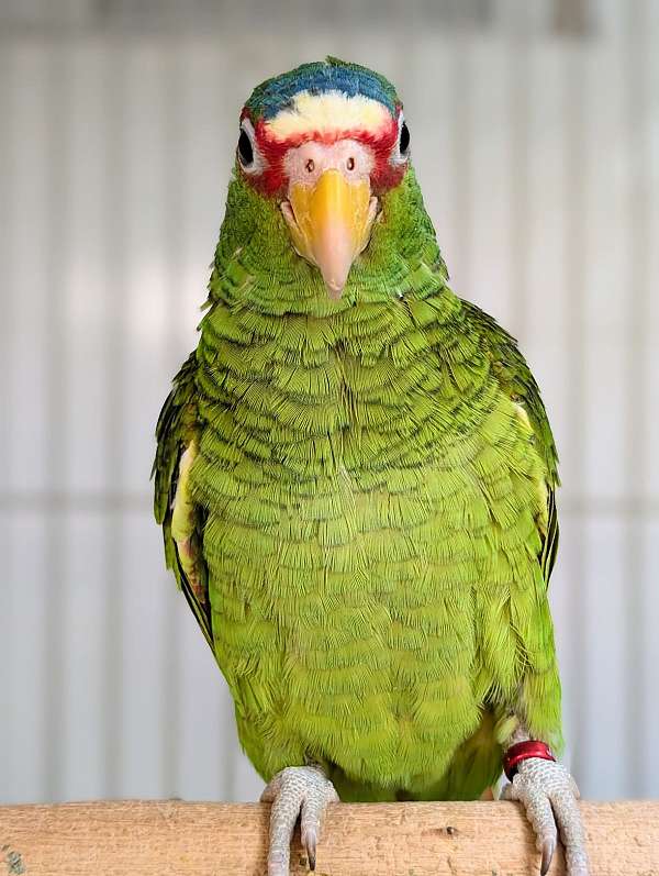 white-front-amazon-parrot-for-sale