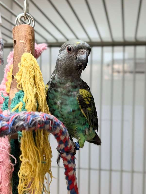 meyers-poicephalus-parrots-for-sale