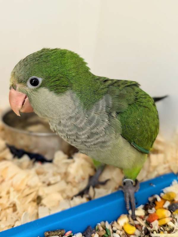 quaker-parrots-for-sale