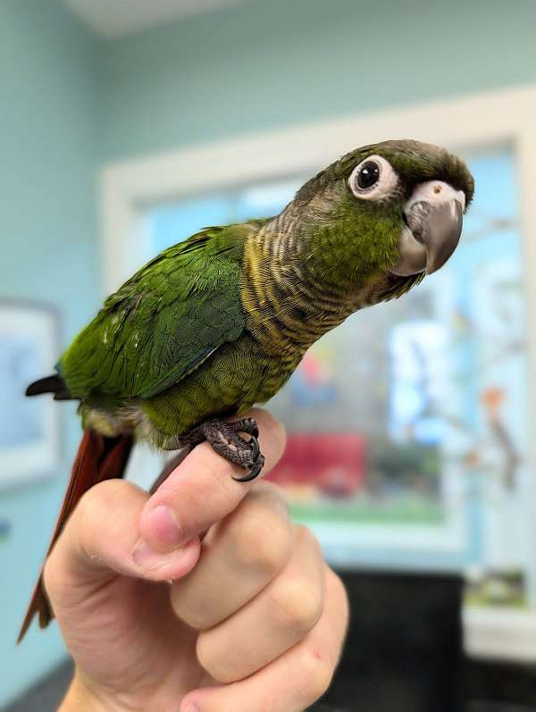 green-cheek-conure-for-sale