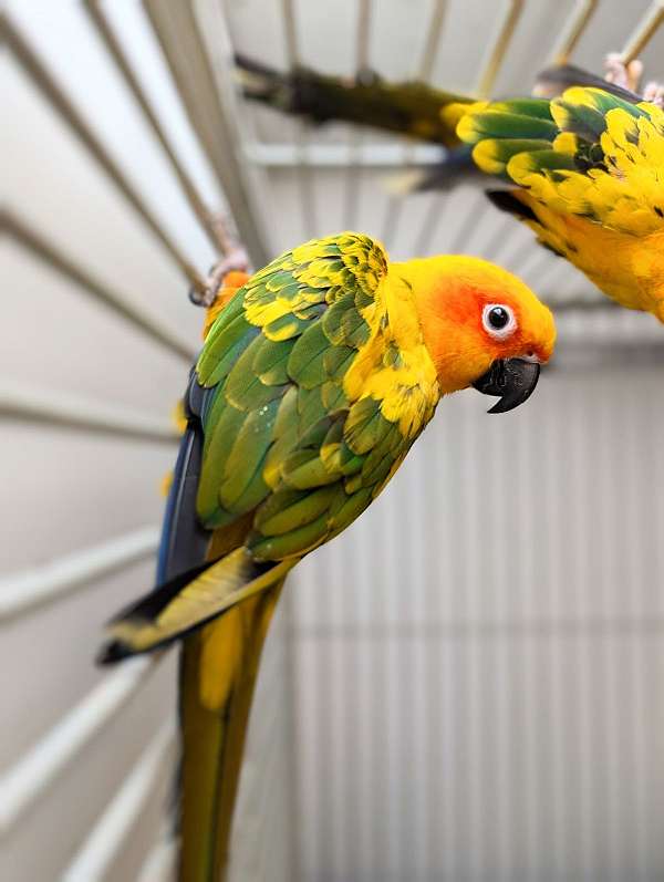 sun-conure-for-sale