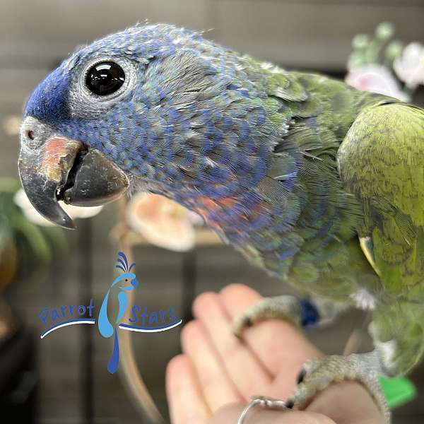 blue-headed-pionus-parrots-for-sale