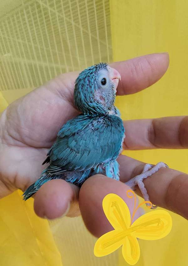 pacific-parrotlet-for-sale