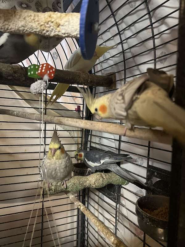 parrot-for-sale-in-lecanto-fl