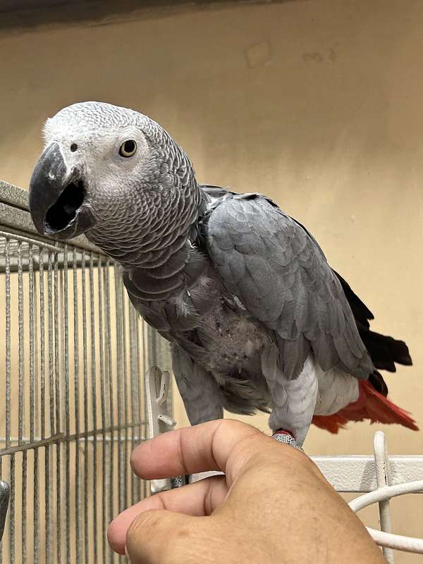 african-grey-parrot-for-sale