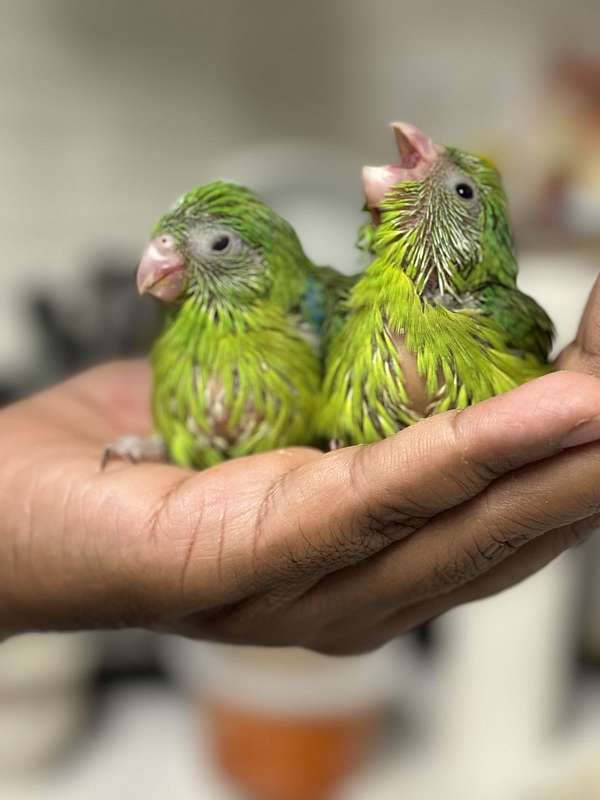 parrotlet-for-sale-in-evanston-il