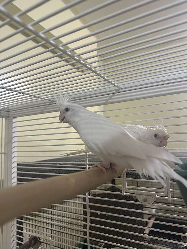 white-bird-for-sale-in-bowie-md