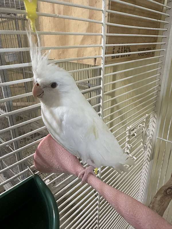 female-bird-for-sale-in-bowie-md