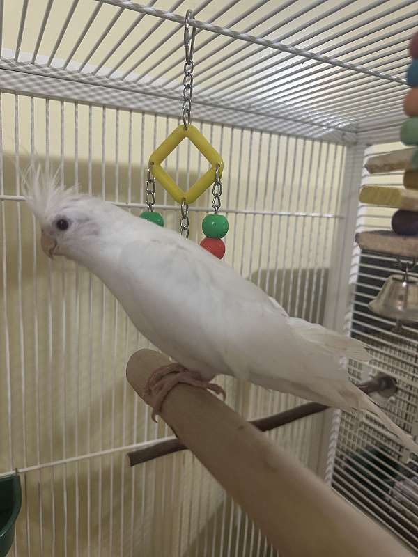 cockatiel-for-sale