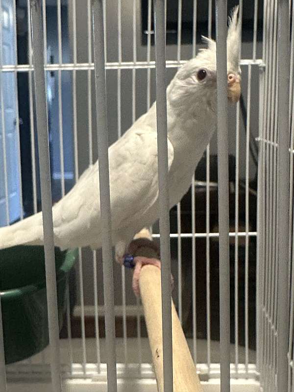 female-bird-for-sale-in-bowie-md