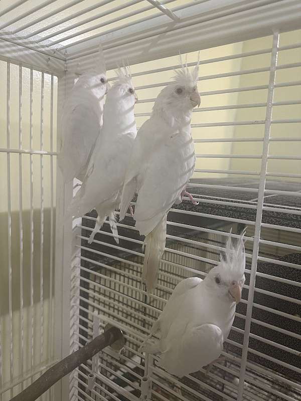 cockatiel-for-sale