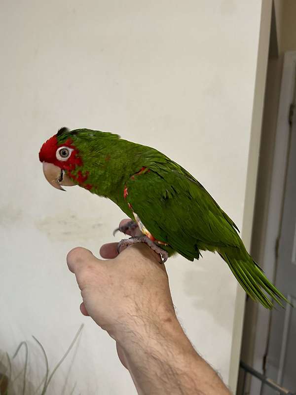 conure-for-sale