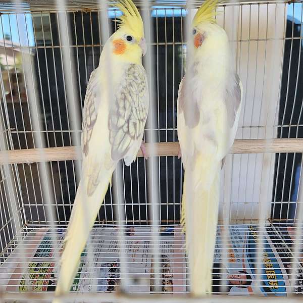 pearl-pied-bird-for-sale-in-riverside-ca