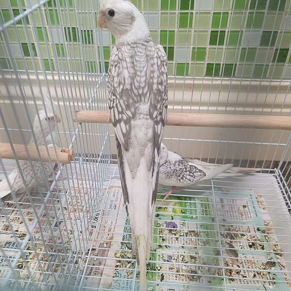 cockatiel-for-sale