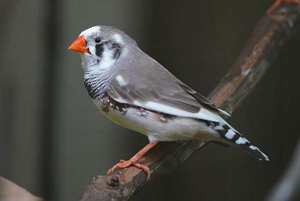 black-pied-bird-for-sale-in-jacksonville-fl