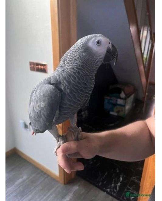 grey-bird-for-sale