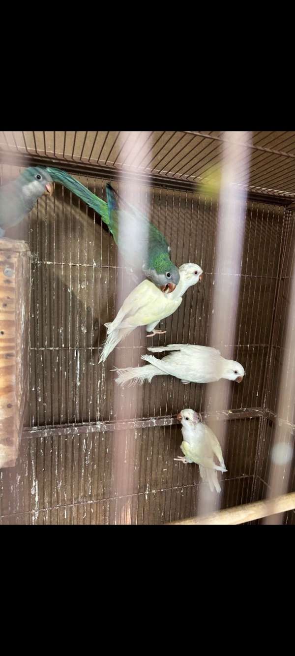 quaker-parrots-for-sale-in-greenville-sc