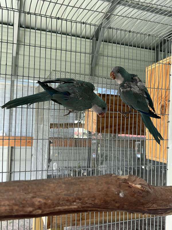 quaker-parrots-for-sale-in-naples-fl