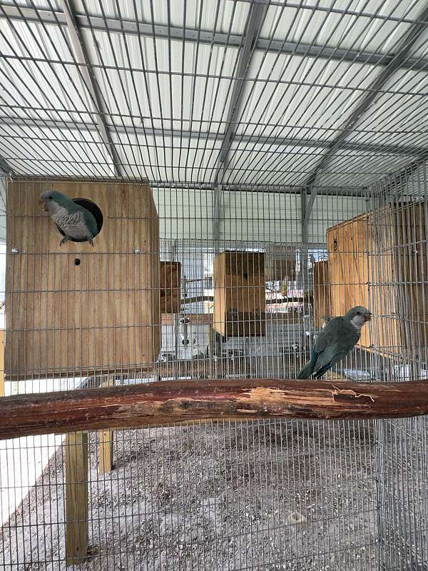 bird-for-sale-in-naples-fl