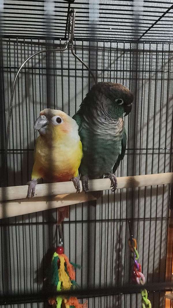 green-cheek-conure-for-sale-in-albert-lea-mn