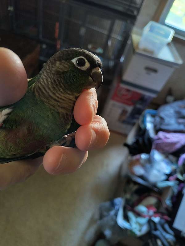 conure-for-sale