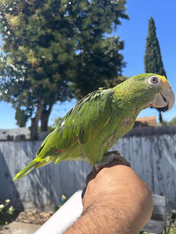 baby-bird-for-sale-in-newark-ca