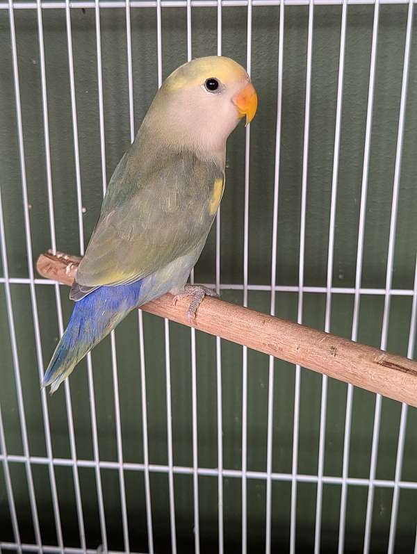 lovebird-for-sale-in-wilkesboro-nc