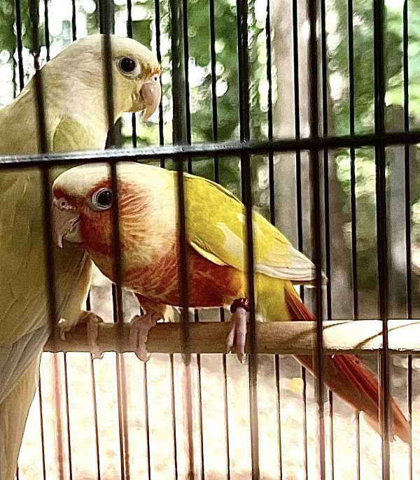 red-yellow-bird-for-sale-in-suwanee-ga