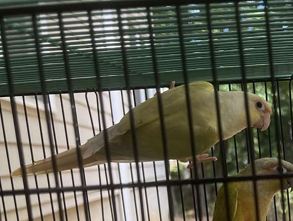 exotic-bird-for-sale-in-suwanee-ga