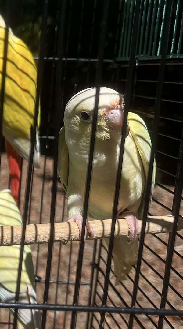 handfed-bird-for-sale-in-suwanee-ga