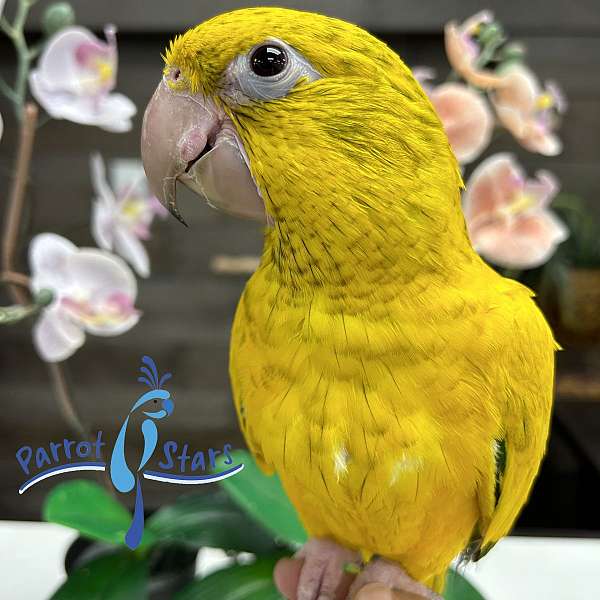 golden-conure-for-sale