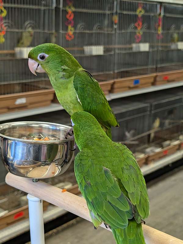 white-eyed-conure-for-sale-in-new-york