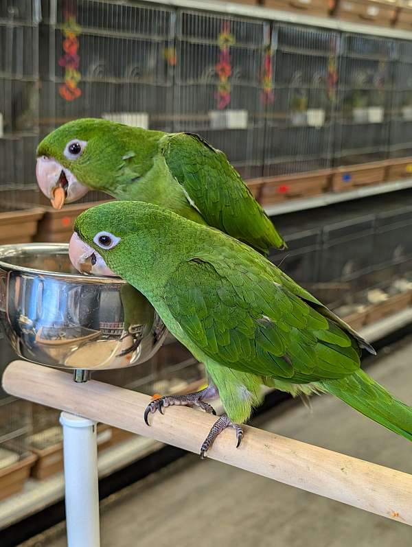 handfed-white-eyed-conure-for-sale