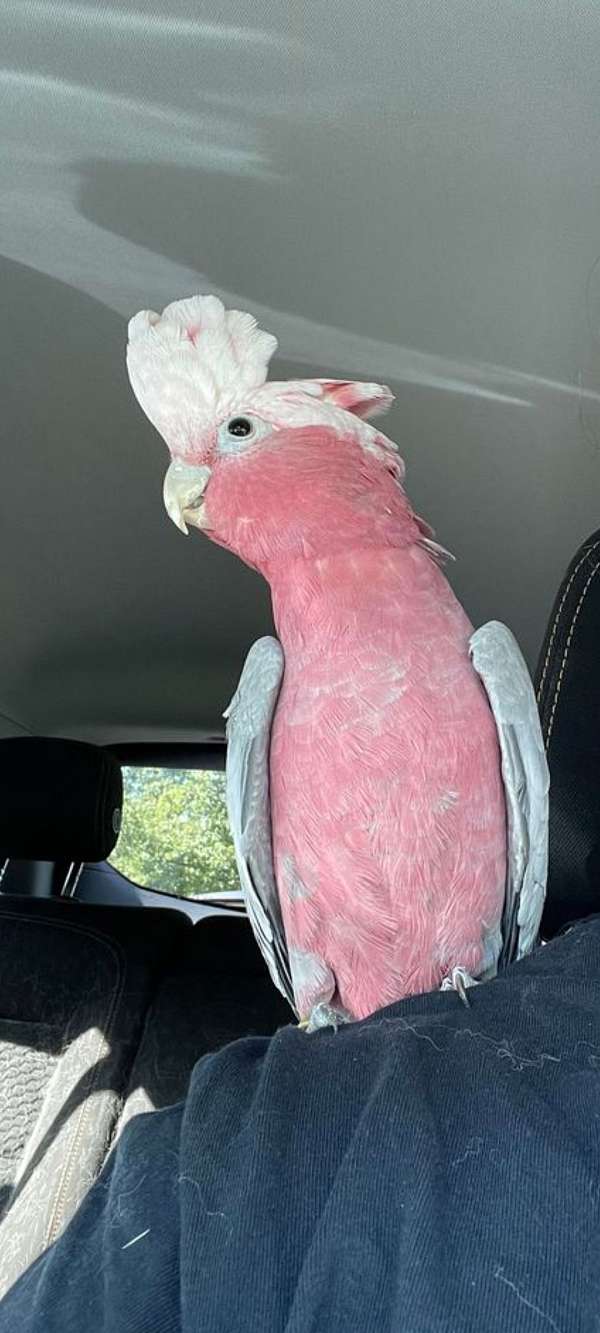 brown-rose-breasted-cockatoo-for-sale