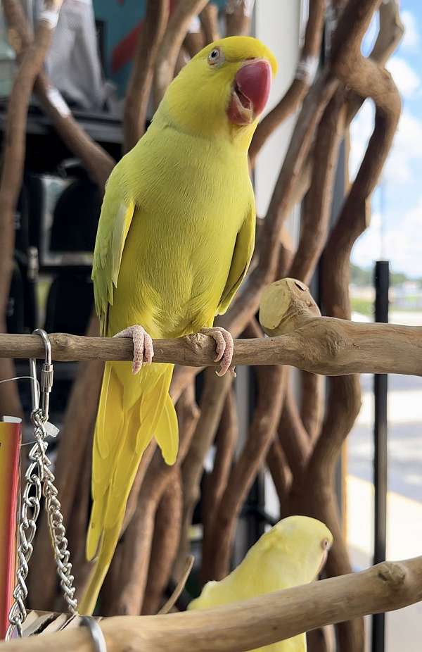 ringneck-parakeet-for-sale