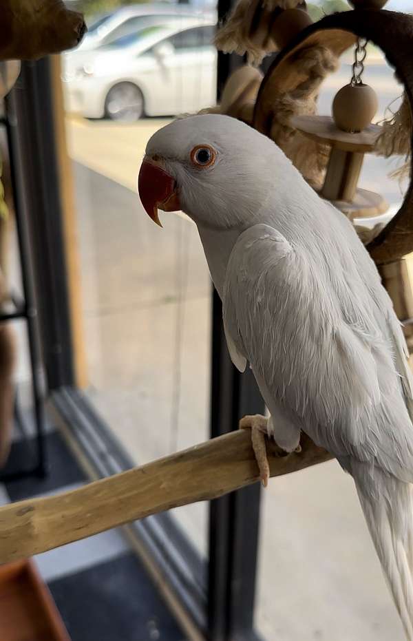 ringneck-parakeet-for-sale-in-longwood-fl