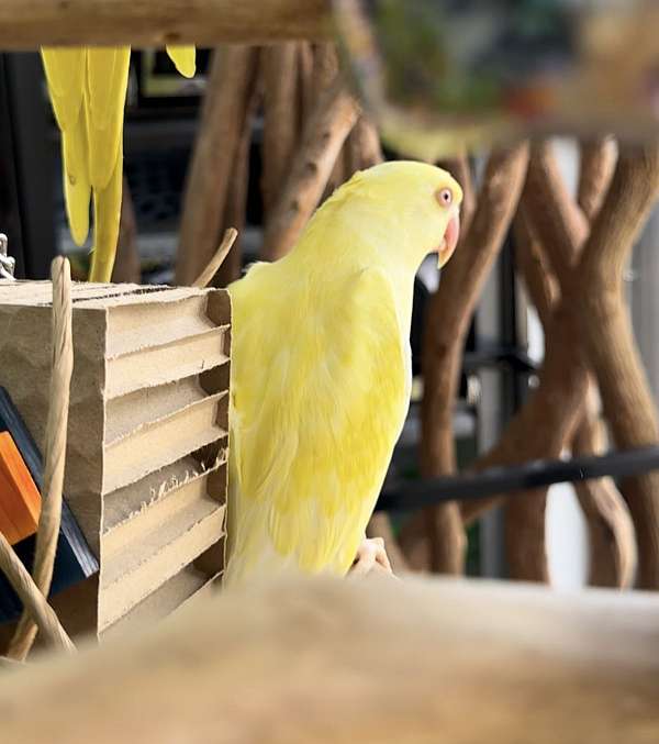 bird-for-sale-in-longwood-fl