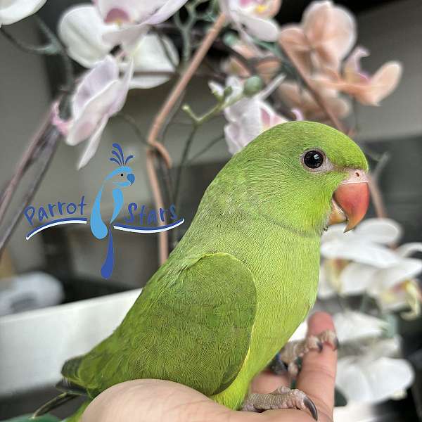 ringneck-parakeet-for-sale