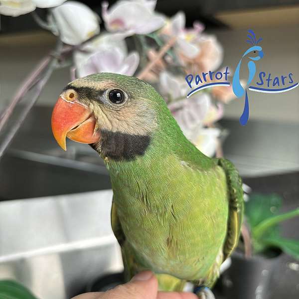 parakeet-for-sale