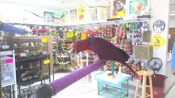 eclectus-parrots-for-sale